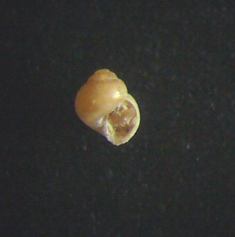 Lissomphalia bithynoides?